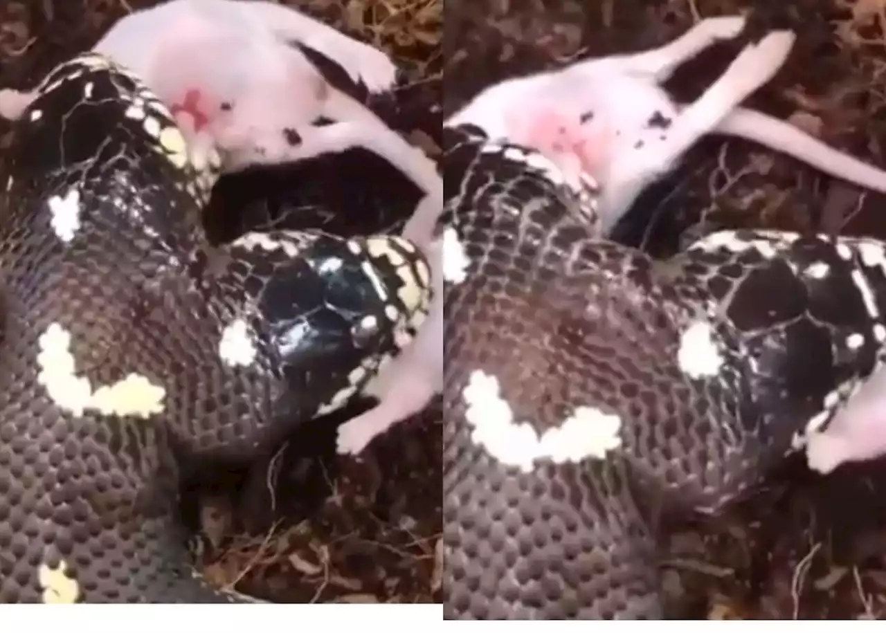 EISH WENA: A two-headed snake eats two mice at once [viral video]