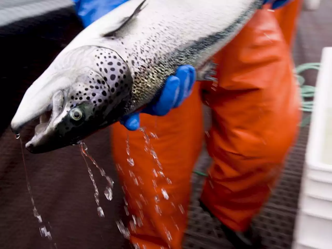 Federal decision to shut down B.C. salmon farms prompts company court challenge