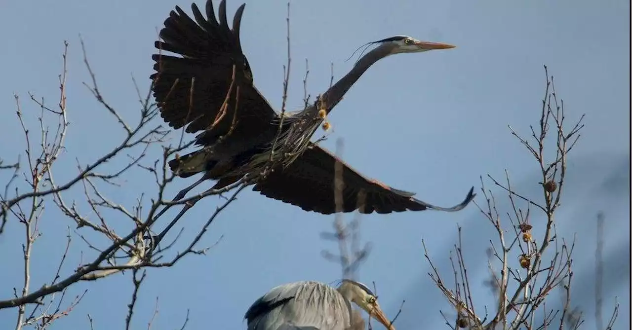 Great blue herons are back in Stanley Park for 23rd straight year