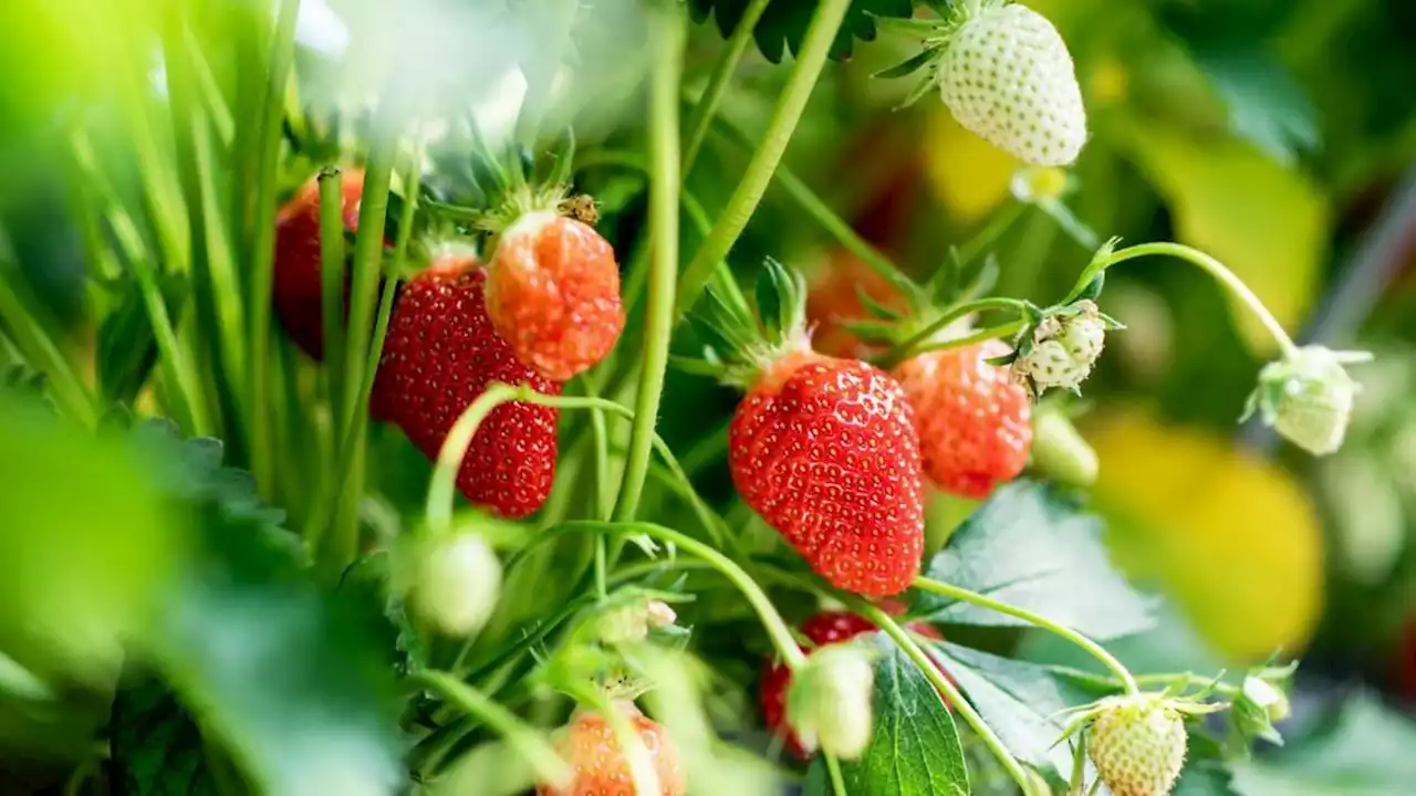 tipps für den anbau von obst und gemüse auf dem eigenen balkon