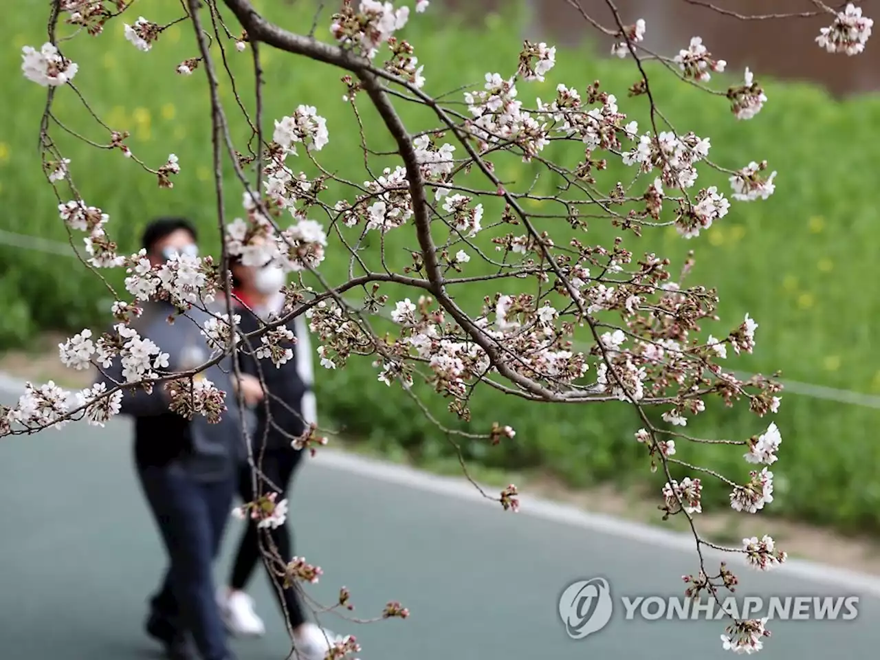 4년 만의 봄꽃축제에 역대급 인파 예상…지자체들 바짝 긴장 | 연합뉴스