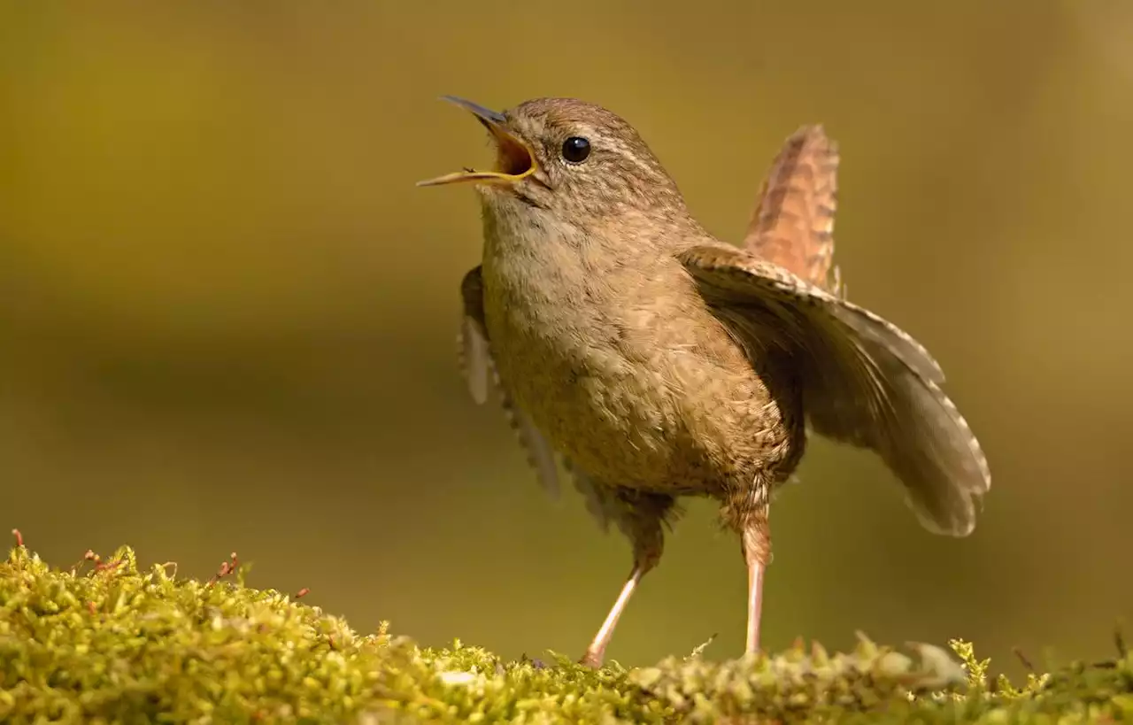 Pourquoi les oiseaux de nos jardins chantent-ils ?