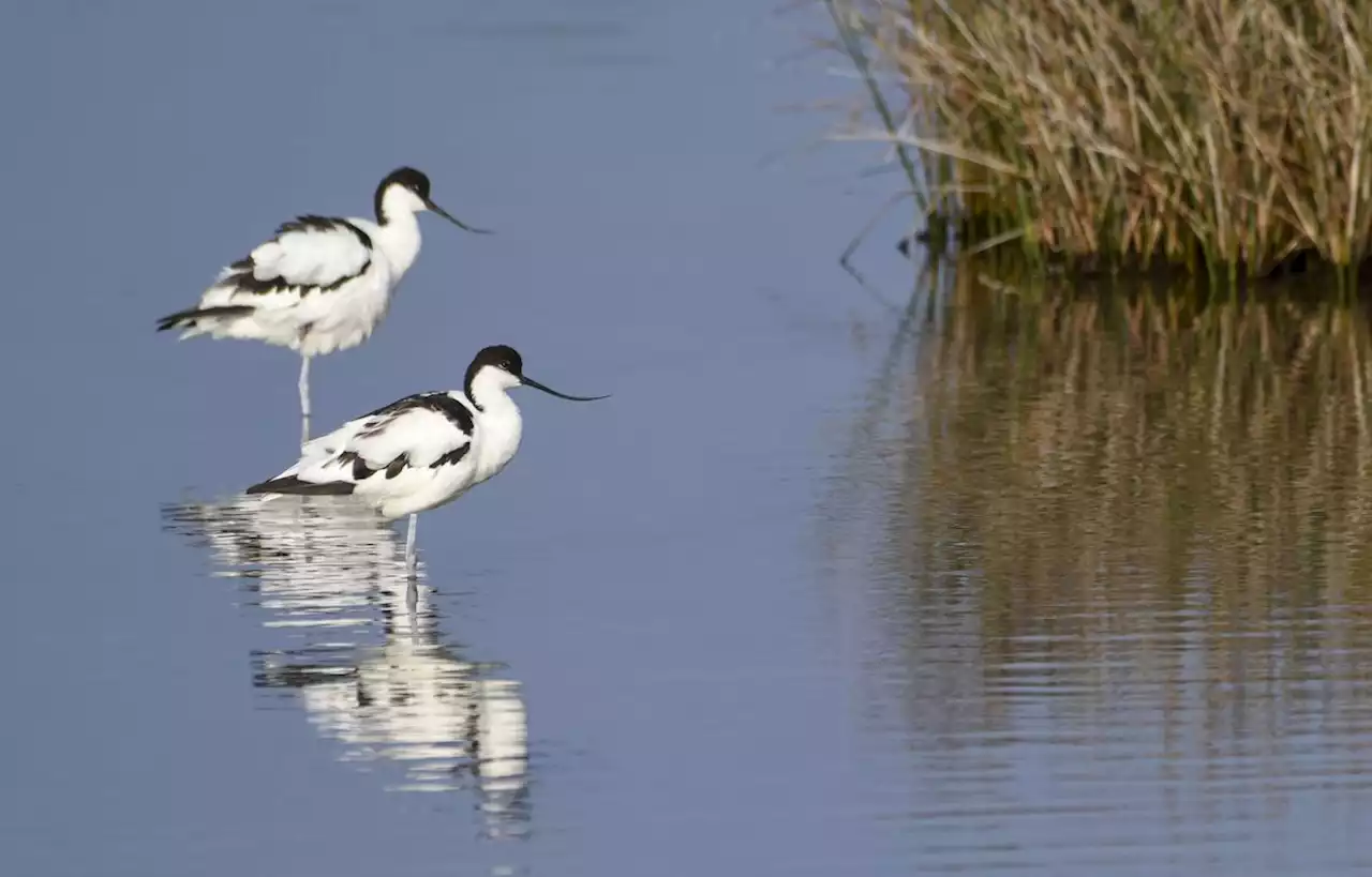 Un chasseur condamné pour avoir tué une avocette dans le Morbihan