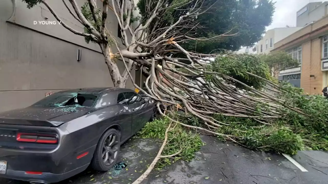 At least 900 fallen trees, branches in SF from deadly storm; clean-up efforts underway