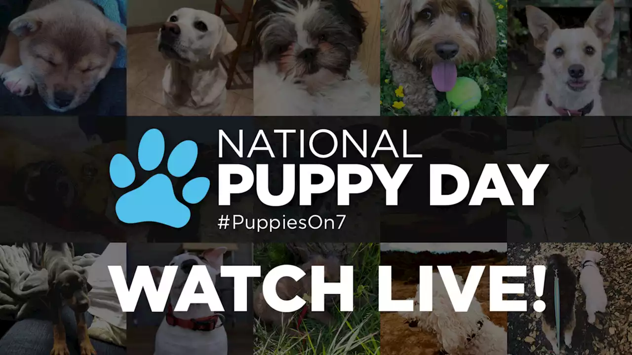 WATCH LIVE: ABC7 Puppy Cam adoption event for National Puppy Day 2023