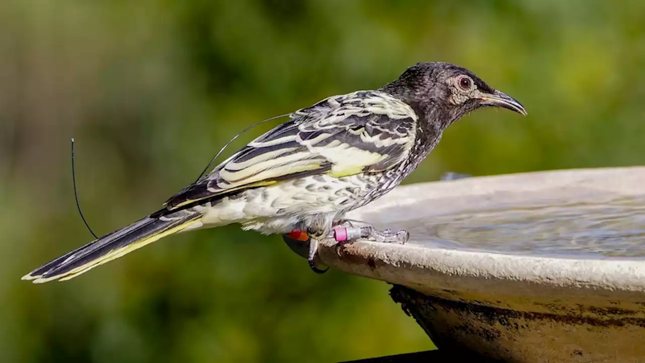 Endangered regent honeyeater spotted in Hunter Valley backyard