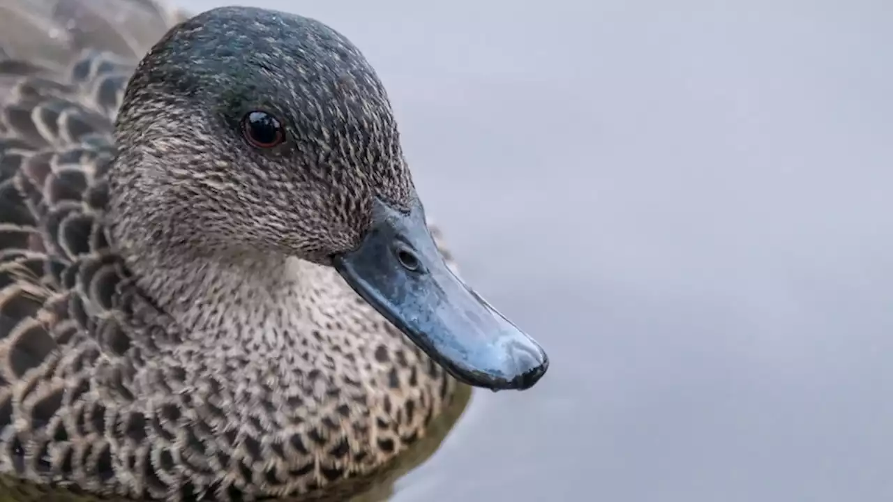 Footage of hunters apparently delaying death of wounded ducks released ahead of ban inquiry