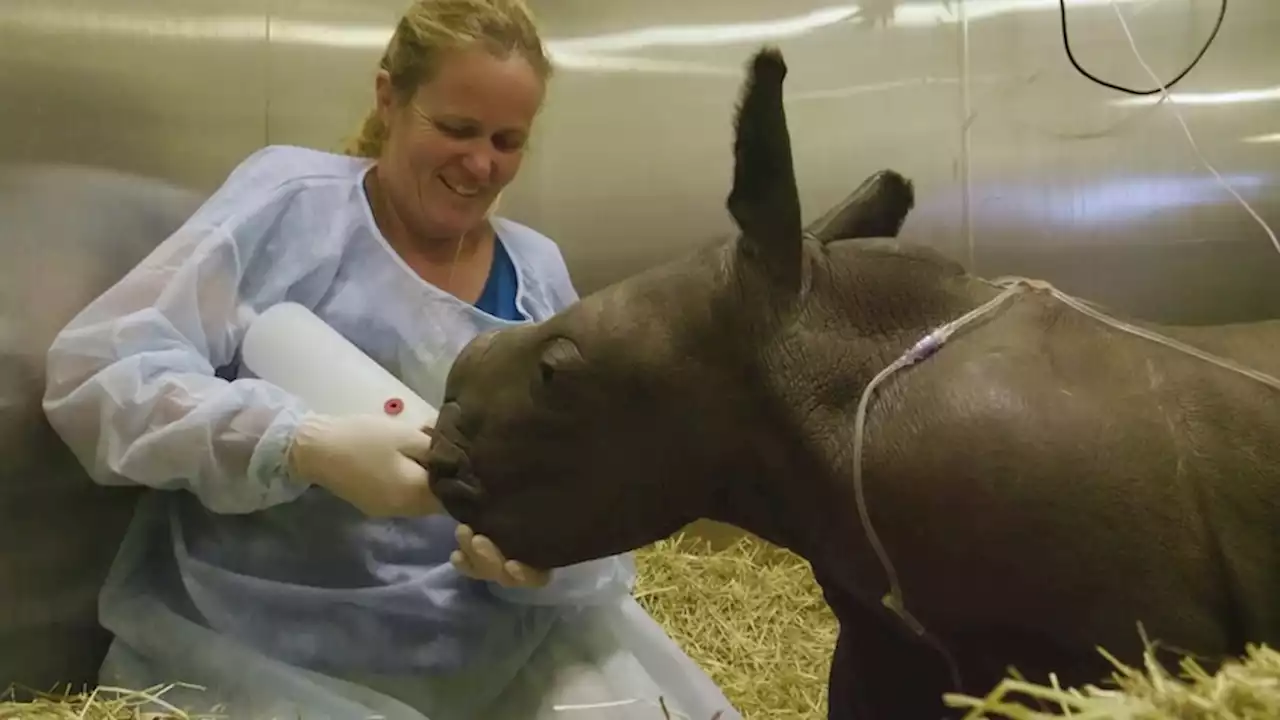 Southern white rhino calf delights conservationists after first birth at zoo in 10 years