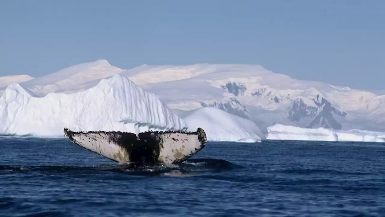 Whales survived commercial slaughter but an Antarctic expedition shows melting ice is a growing threat