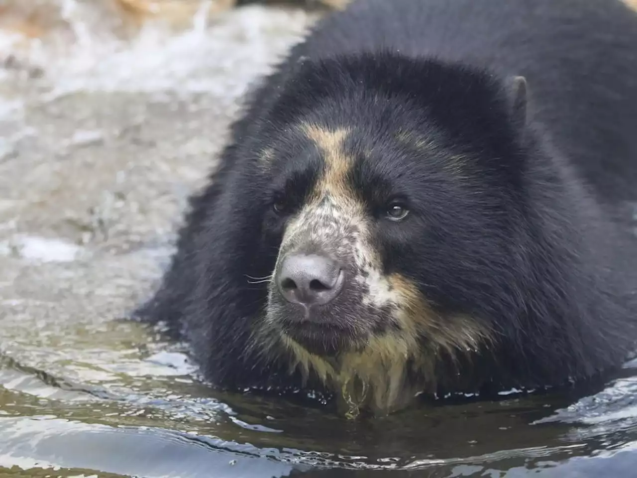 Escape-artist Missouri bear heads to Texas zoo with moat