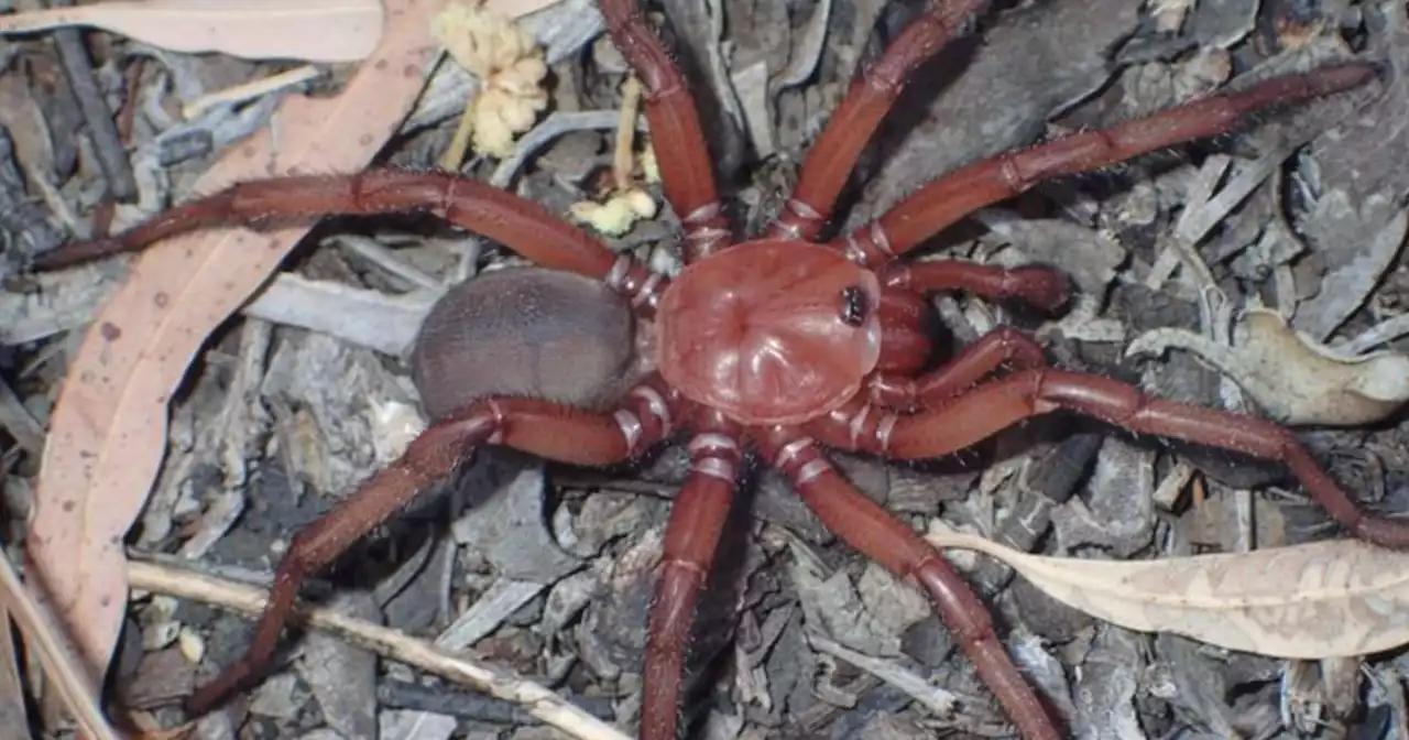 New 'giant' trapdoor spider species discovered in Australia