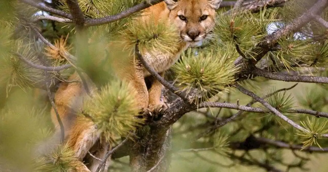 Rafters fight off mountain lion attack with their paddles in 'remote area' of Arizona, officials say