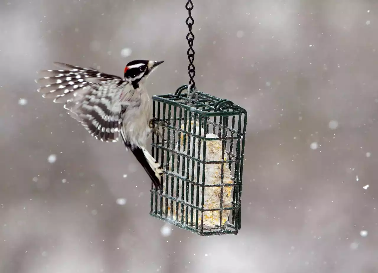 Which birds did you most likely see in Ohio this winter?