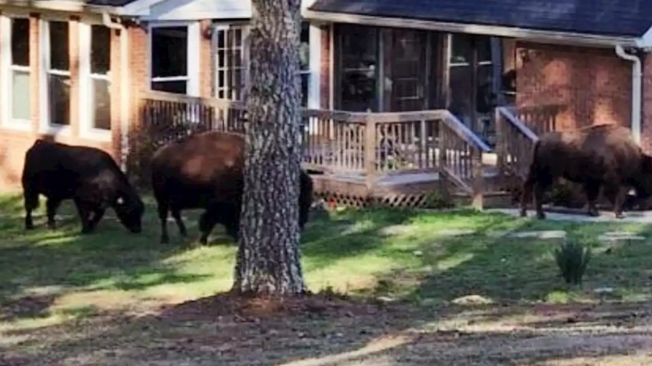 Rapper Rick Ross thanks neighbors for helping return his wandering buffaloes | CNN