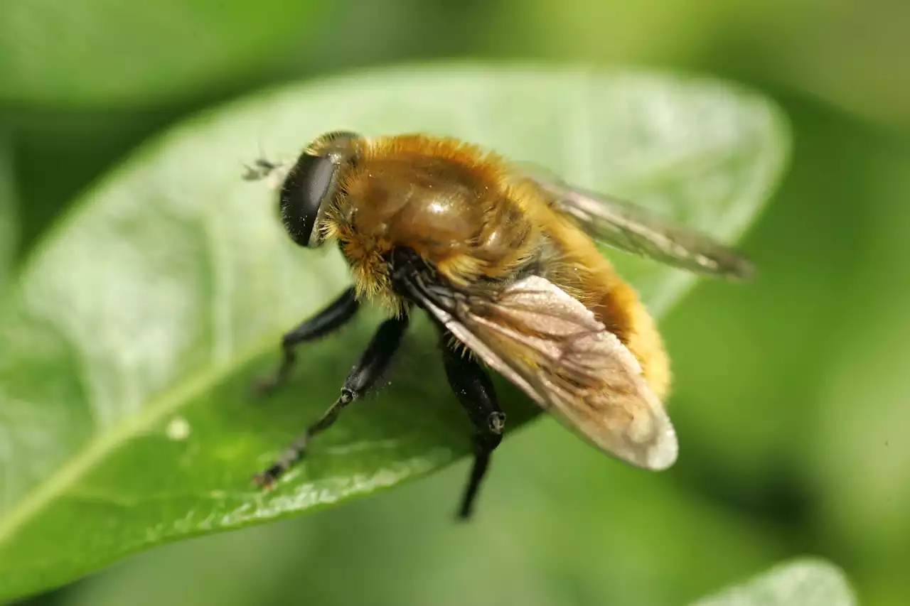 How Naperville will create, enhance habitats for the bees and the butterflies