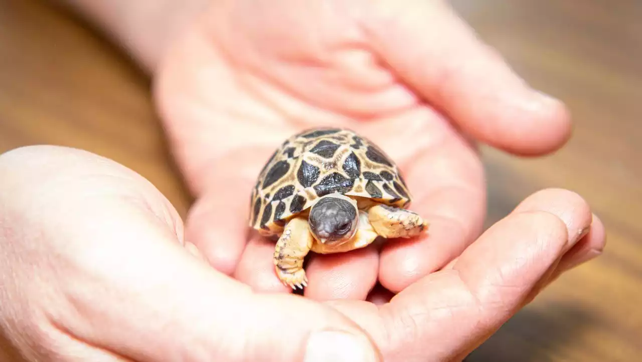 Houston: Schildkröte wird mit 90 Jahren zum ersten Mal Vater