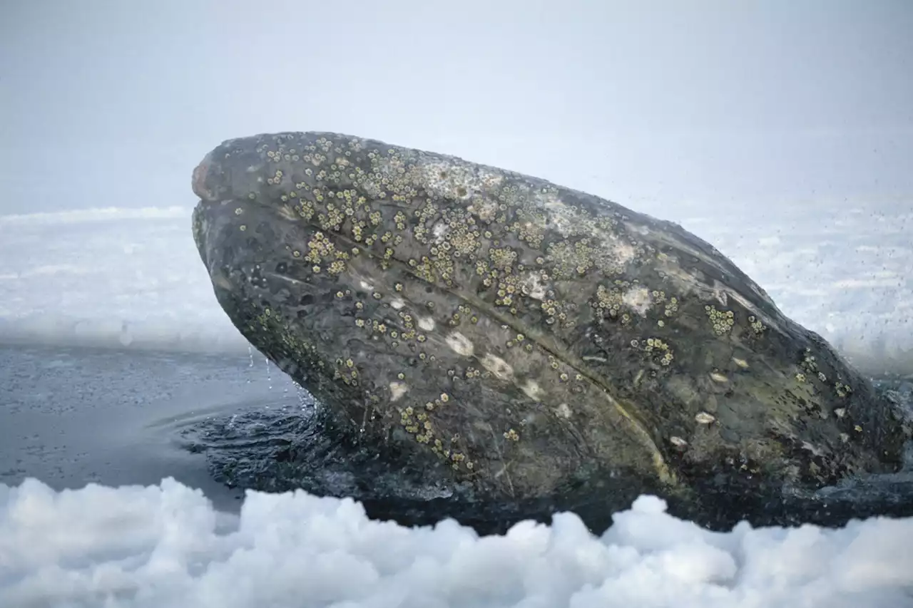 Why Are Gray Whales Moving to the Ocean Next Door?