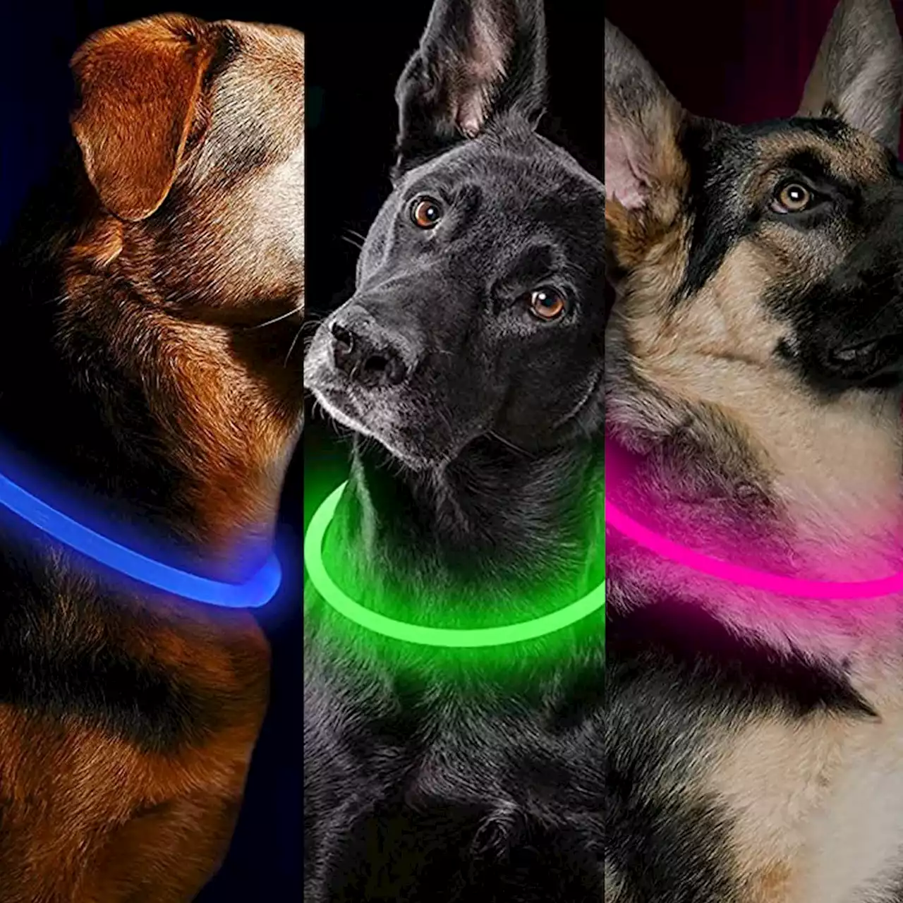 Keep Your Dog Safe in the Dark With This LED Collar That Has 18,500+ 5-Star Reviews - E! Online