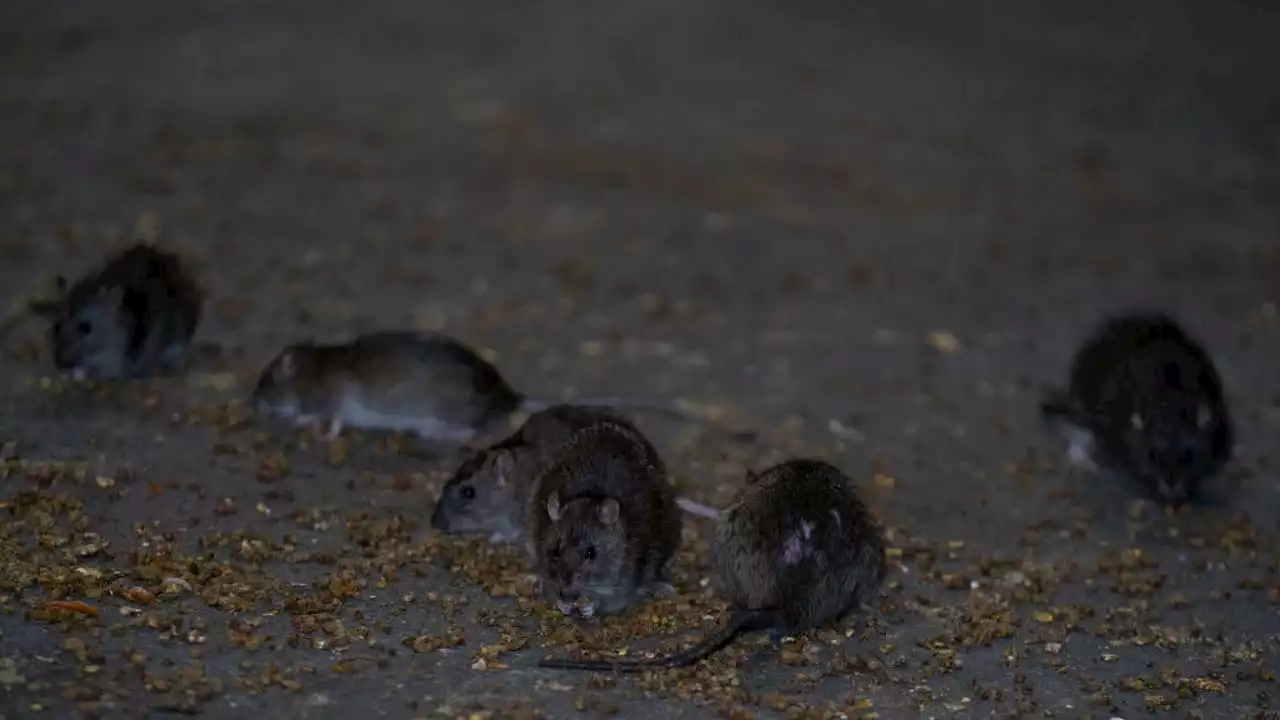 NYC taking simple steps to wage 'War on Rats'