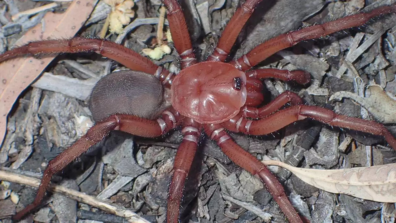 Australia's newest 'giant' and endangered spider found in Queensland