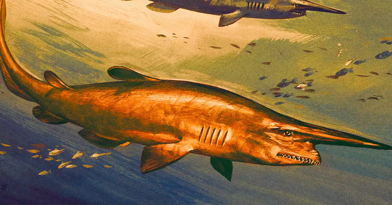 Scientists May Have Gotten Duped Into Thinking Collectible Figurine Was Ultra-Rare Shark