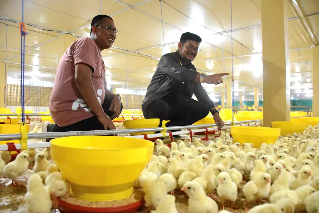 Mentan SYL: Gowa Harus jadi Role Model Penerapan Sistem Hulu-Hilir Ayam Broiler