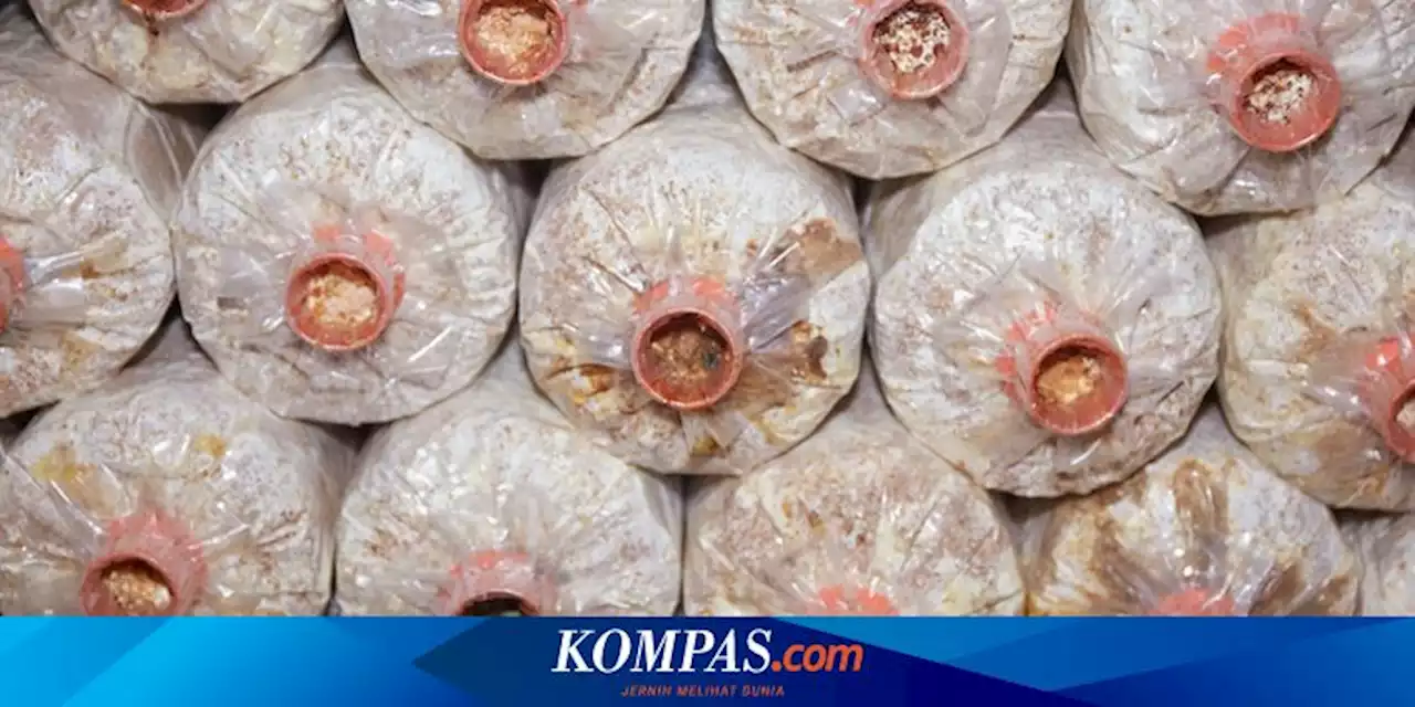 Cara Membuat Baglog Jamur Tiram, Bisa Dilakukan di Rumah