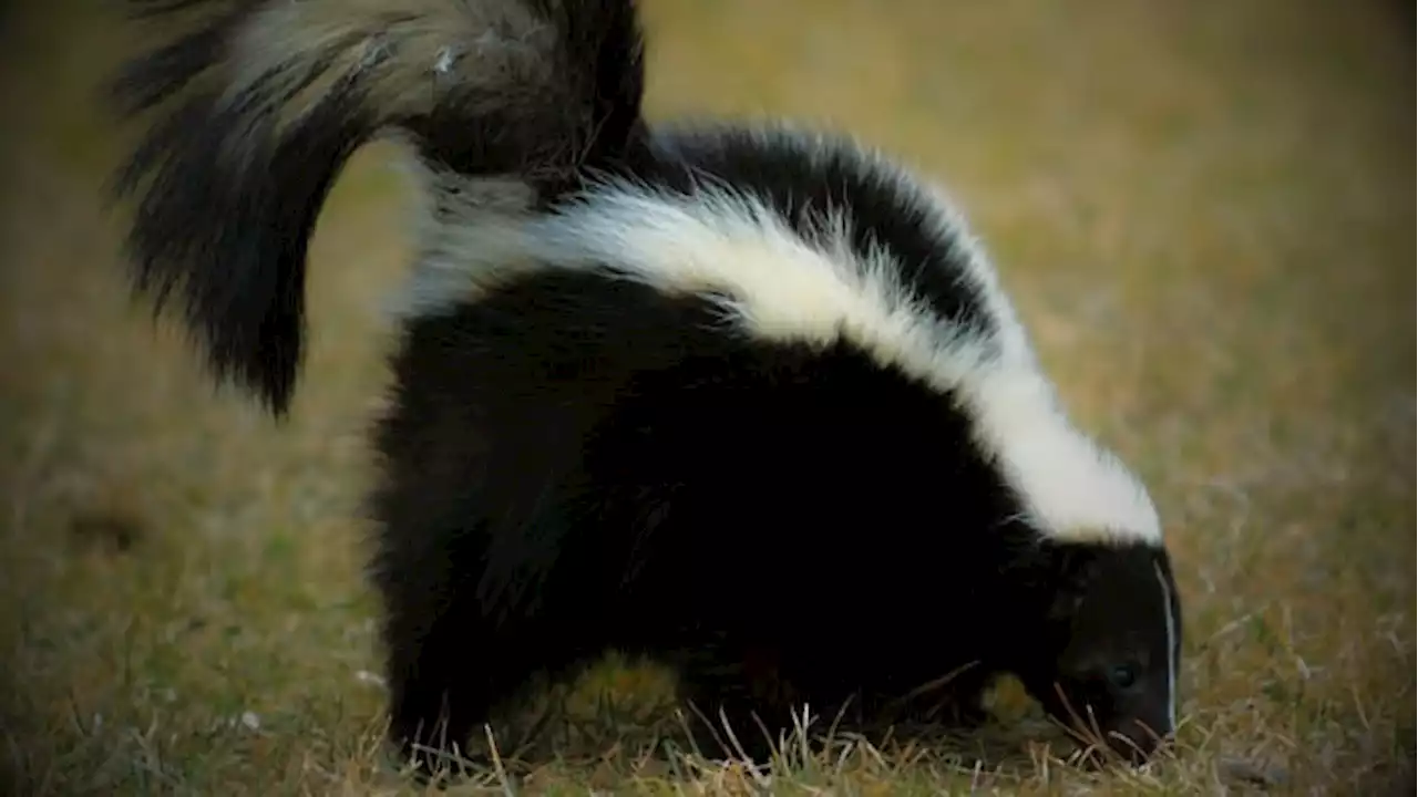 Skunk found with highly contagious, easily transmissible virus HPAI -- a first for a Texas mammal, TPWD says