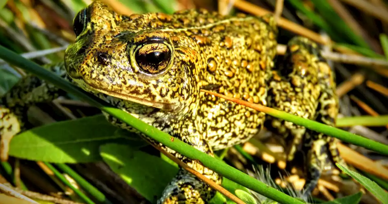 Renewable energy company threatens to sue Biden over endangered toad