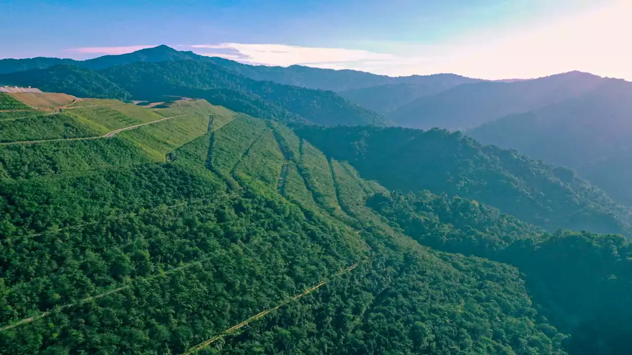 Pentingnya Kelestarian Hutan bagi Masyarakat dan Perekonomian