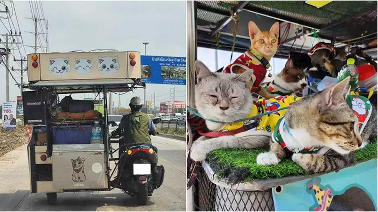 Viral Lansia Ajak 11 Kucing Traveling Pakai Motor, Tempuh Jarak 300 Kilometer