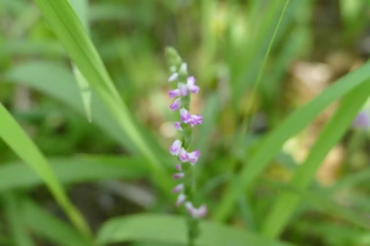 New ‘glass-like’ orchid species discovered in Japan