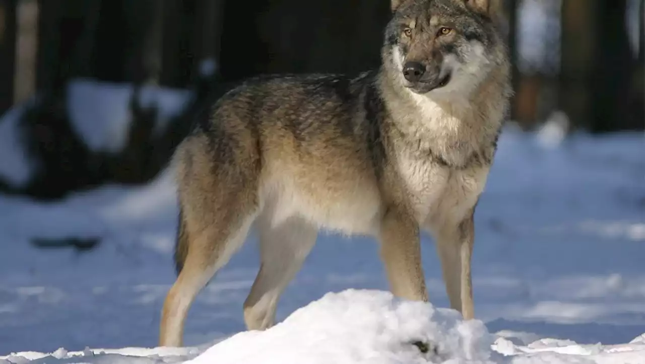 [VIDEO] 'Le loup était en chasse' : des randonneurs filment une attaque sur des chamois en Savoie