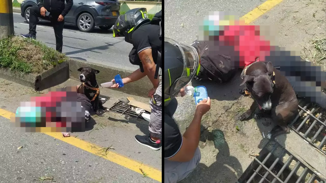 Perrita no abandonó a su dueña, quien murió al caer de su moto en Bello | Minuto30