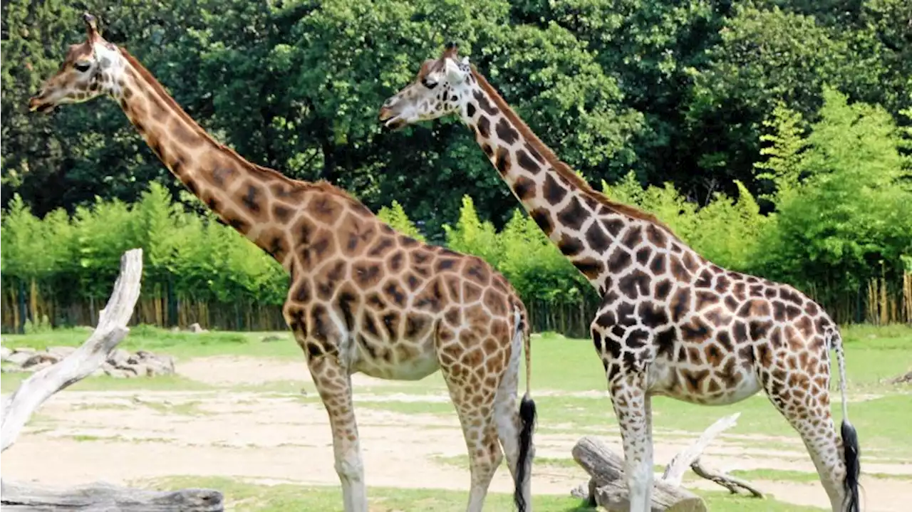 Tierpark Berlin: Zwei neue Giraffen sollen für Nachwuchs sorgen