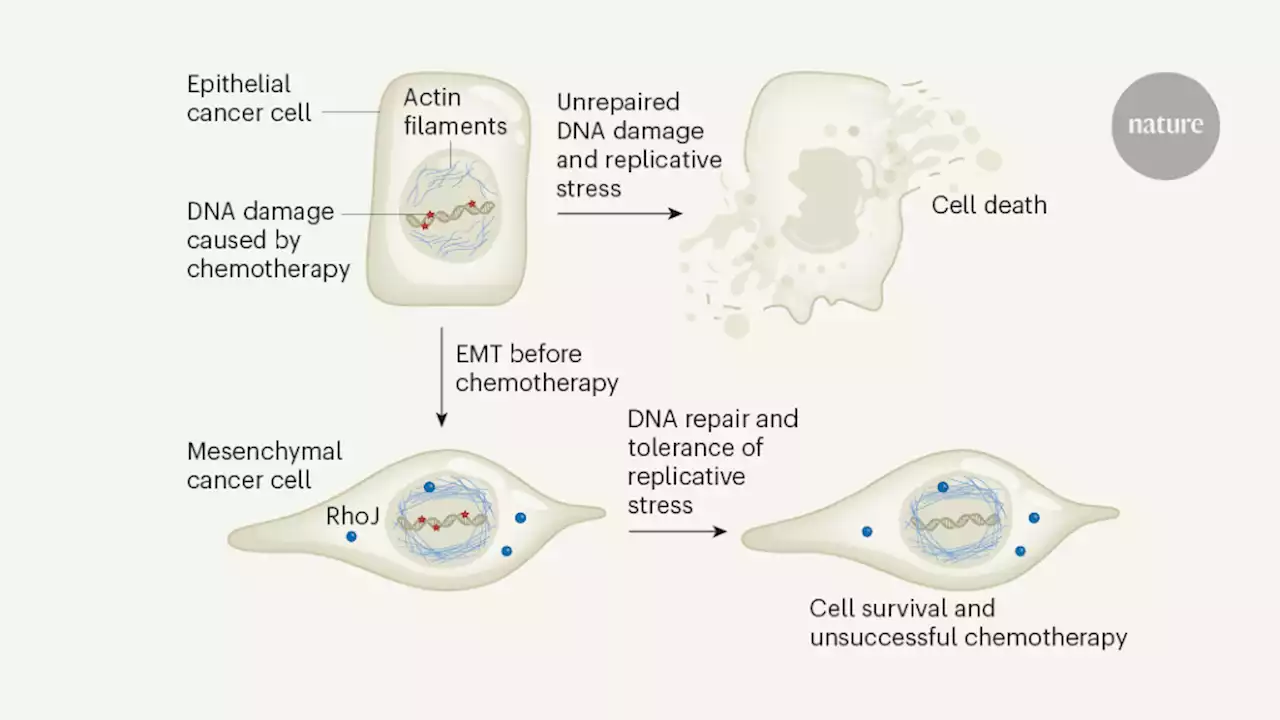 Cancer cells remodel nuclear actin filaments to resist chemotherapy