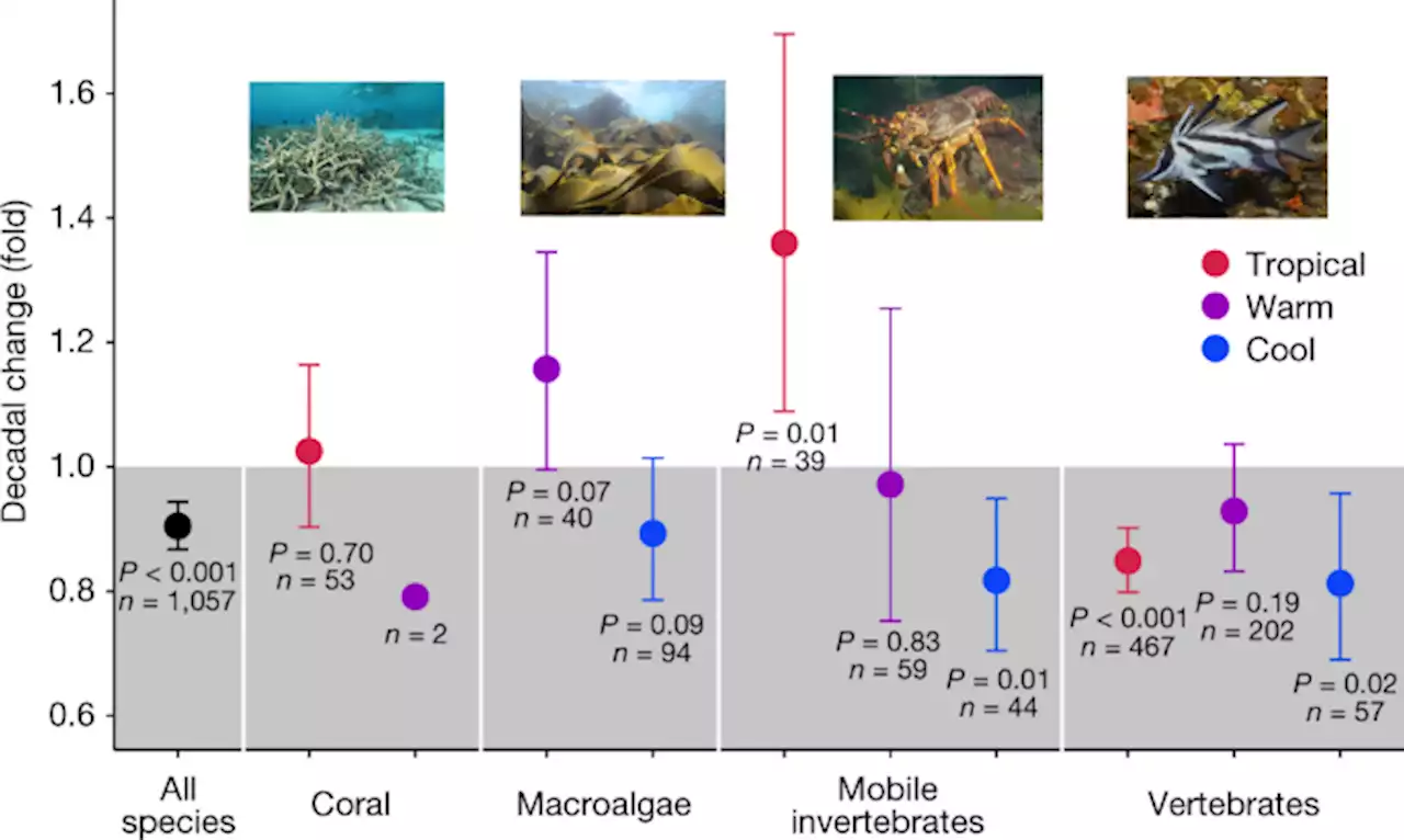 Continent-wide declines in shallow reef life over a decade of ocean warming - Nature