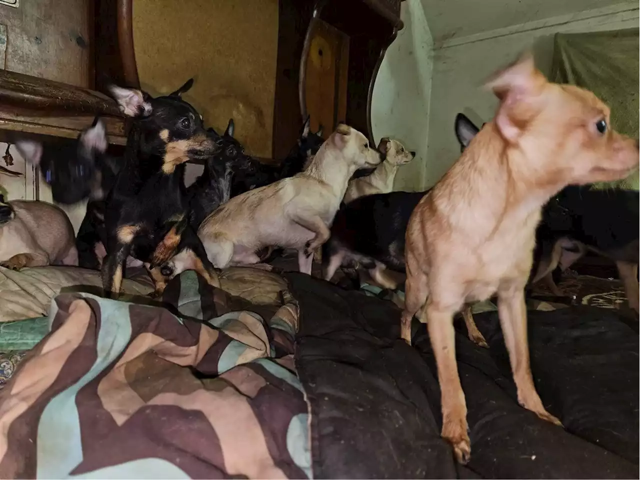 Suburban Animal Rescue Takes in Dozens of Chihuahuas Saved From Hoarding Situation