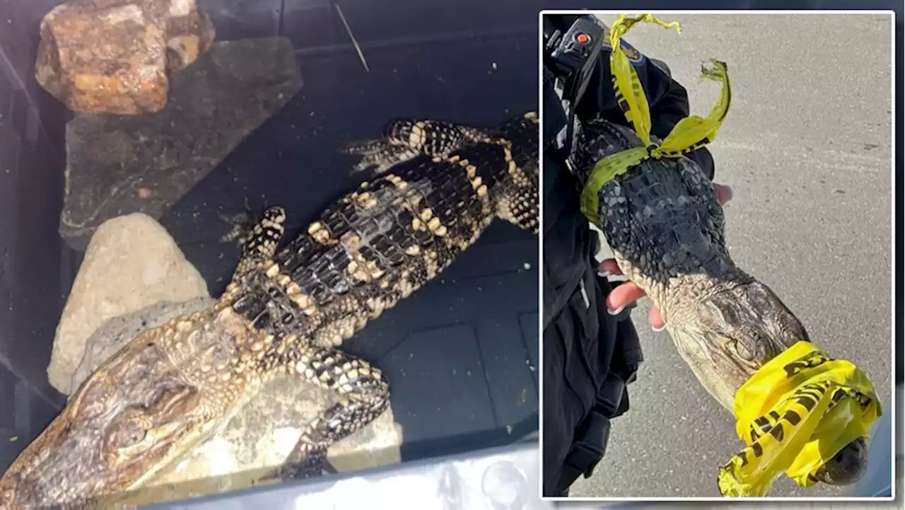 Officials Euthanize Caiman That Was Found at South Philly’s FDR Park