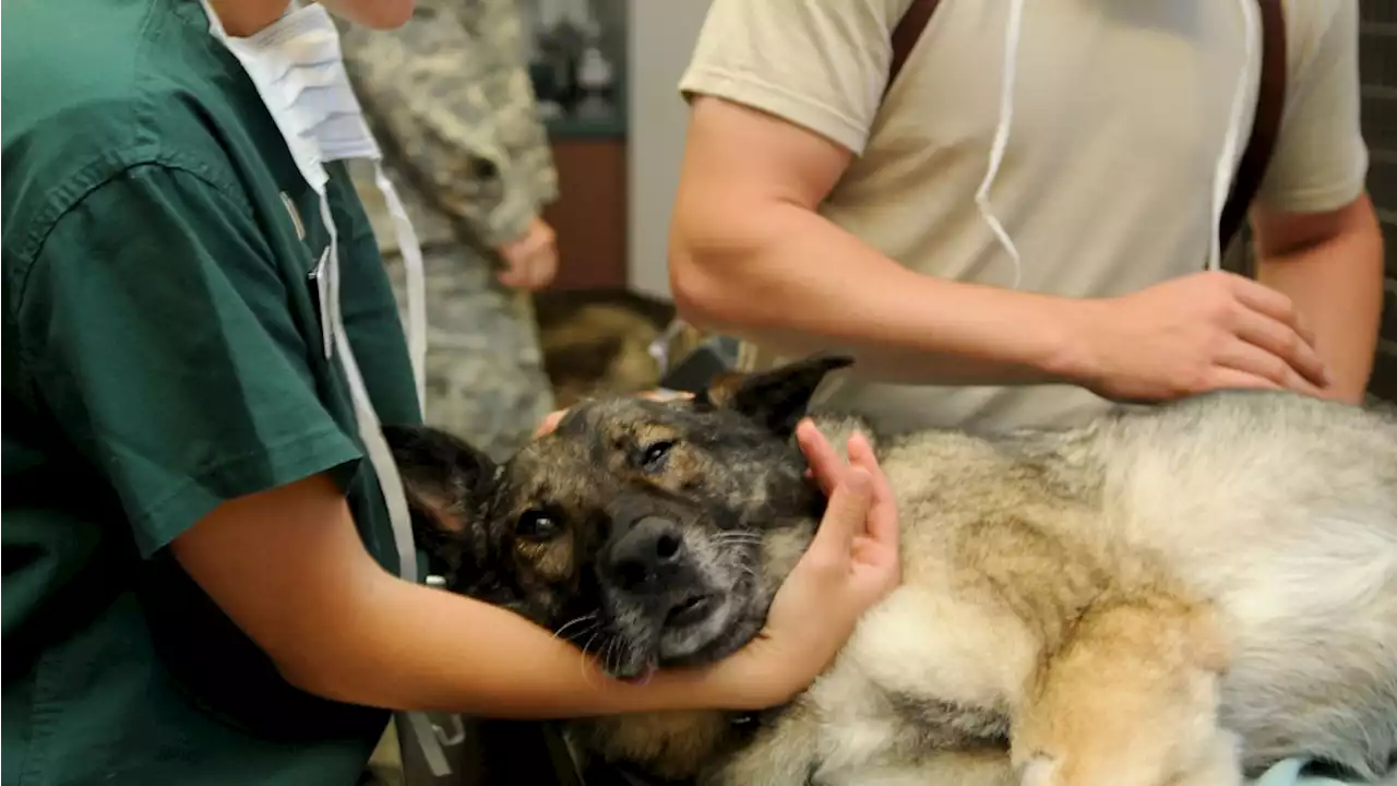 Drie maanden na dood pup werken dierenartsen aan nieuw spoedsysteem