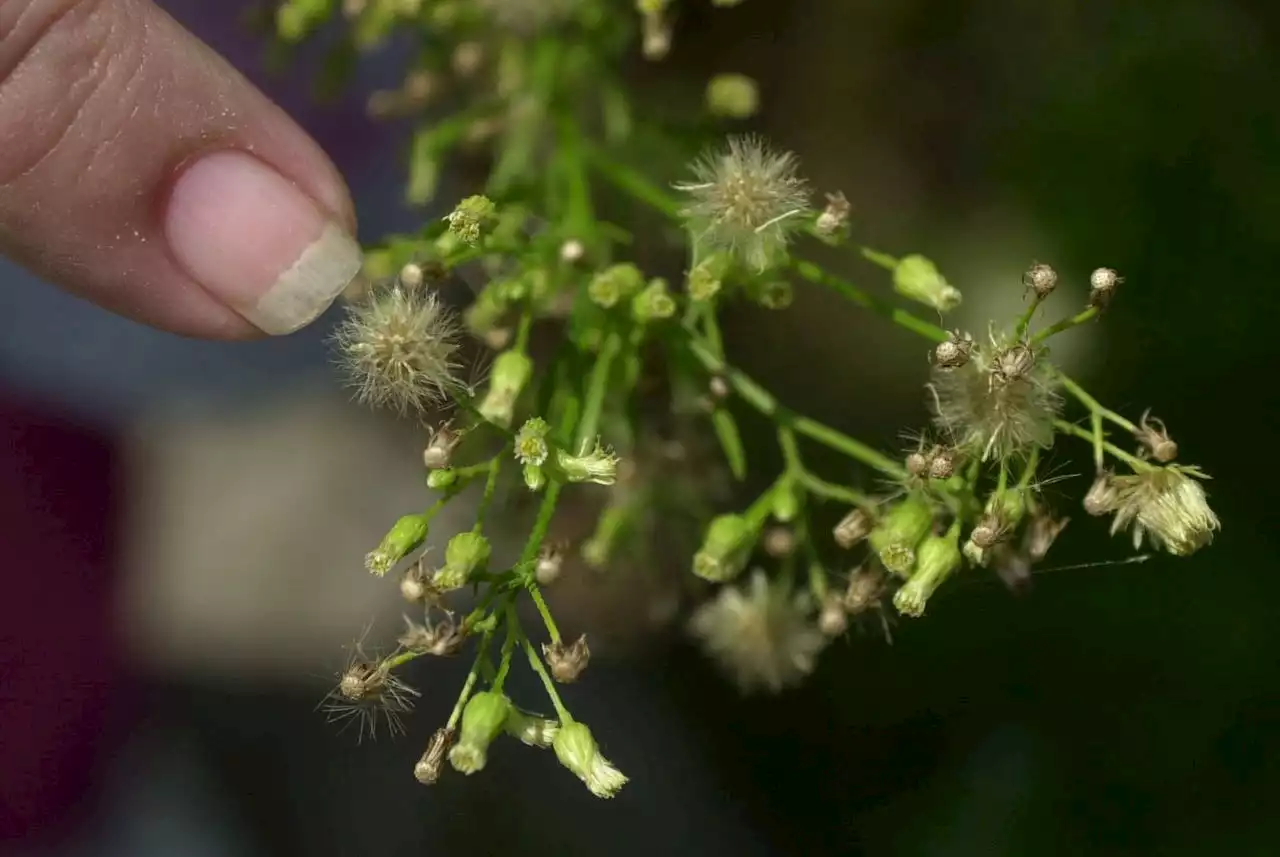 Allergy season is here. One expert predicts a lot of sneezing and sniffling.