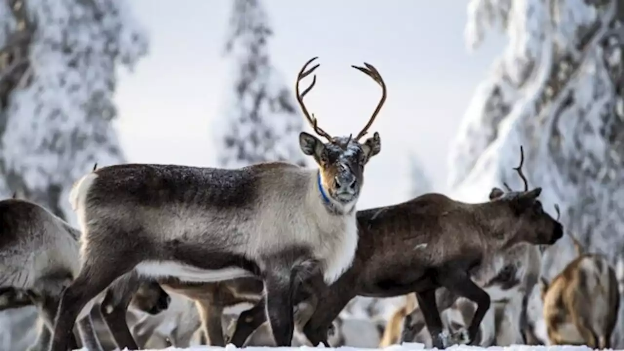 Helikopter-skiën laat spanning tussen Zweedse staat en Sami-bevolking zien