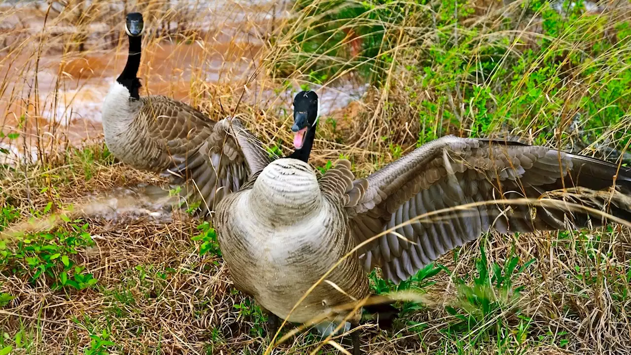 Read this if you're too scared to walk past a goose