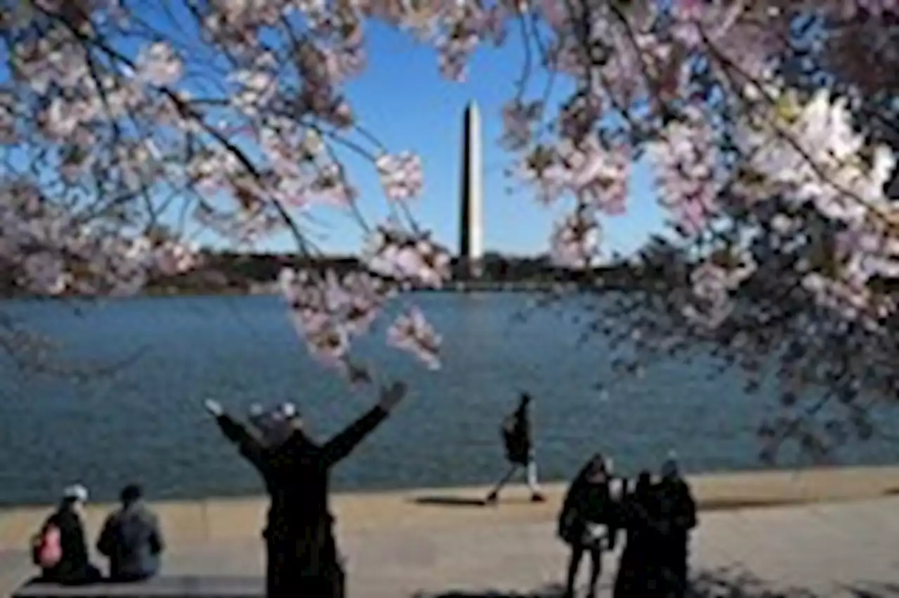 Washington’s cherry blossoms are in peak bloom