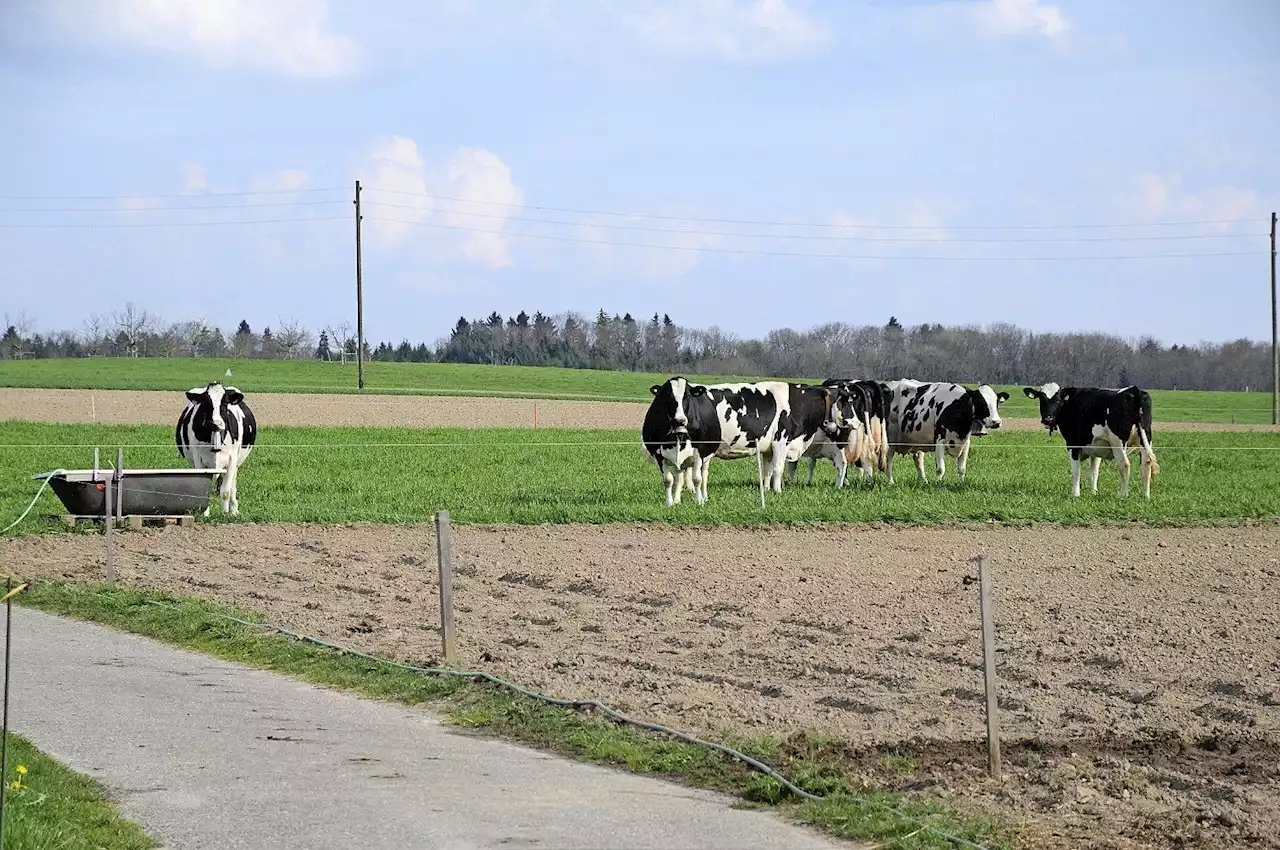 Das fressen Schweizer Kühe - Schweizer Bauer