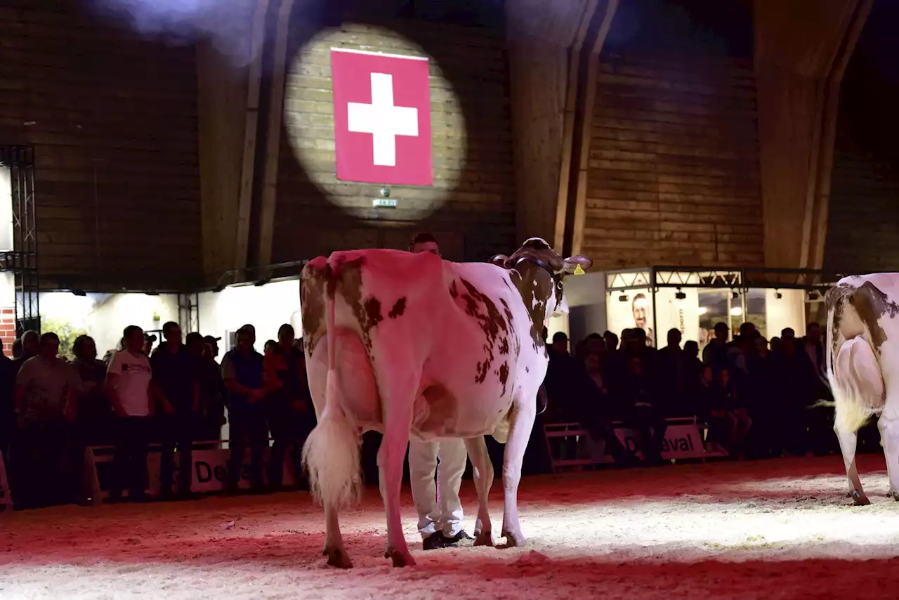 Welche Kühe holen sich den nationalen Titel? - Schweizer Bauer