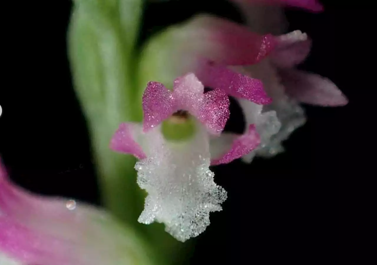 New 'glass-like' orchid species discovered in Japan