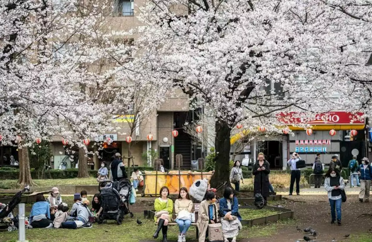 Stores in Japan cash in on a sakura viewing season without Covid-19 restrictions