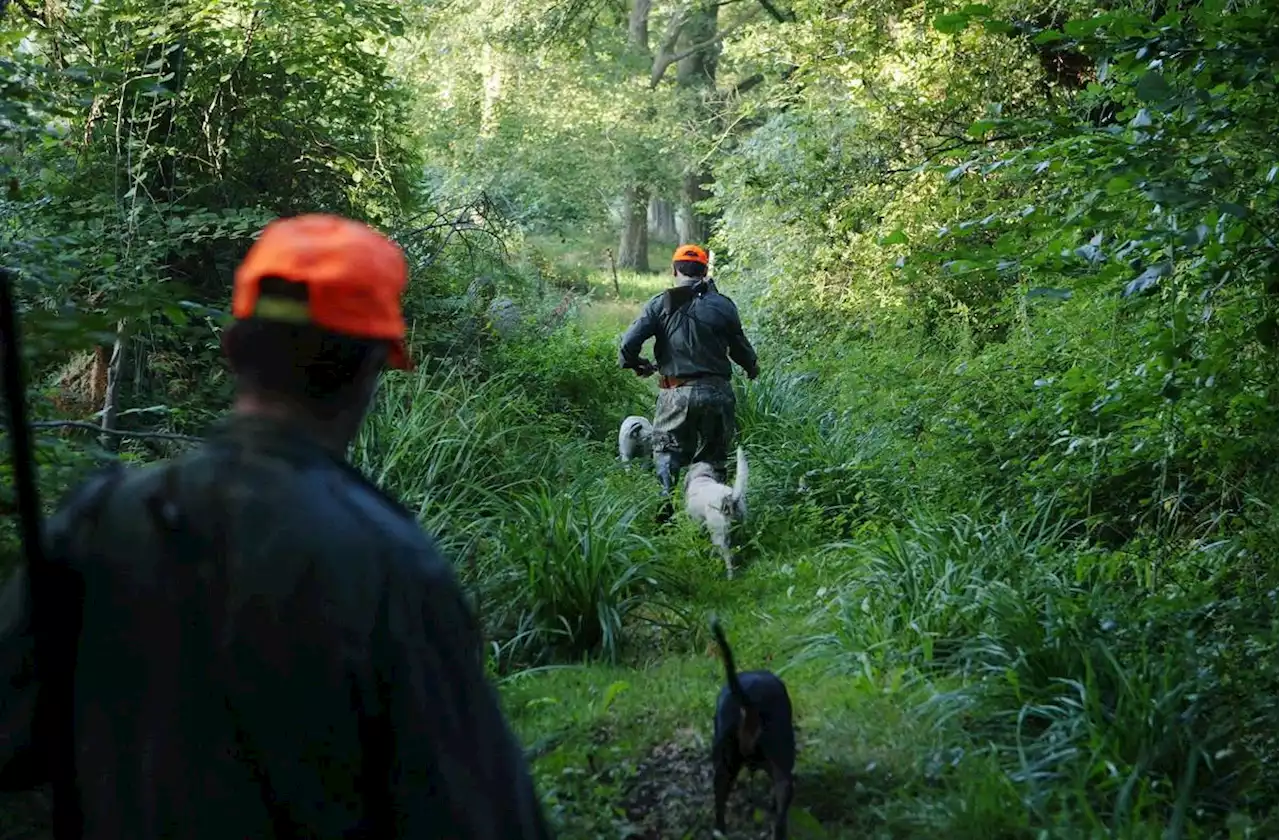 Chasse : l’interdiction le dimanche « tuerait la chasse populaire », estime le patron des chasseurs