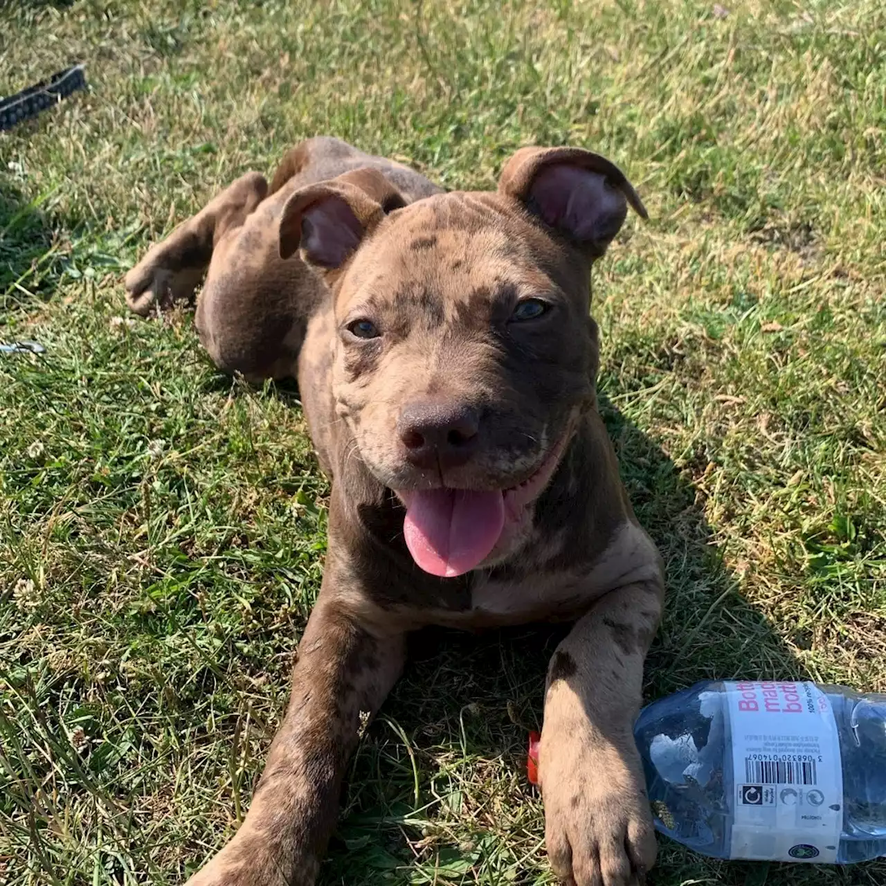 Shameless American Bully owner breaks silence after dog Coco attacks cop horse